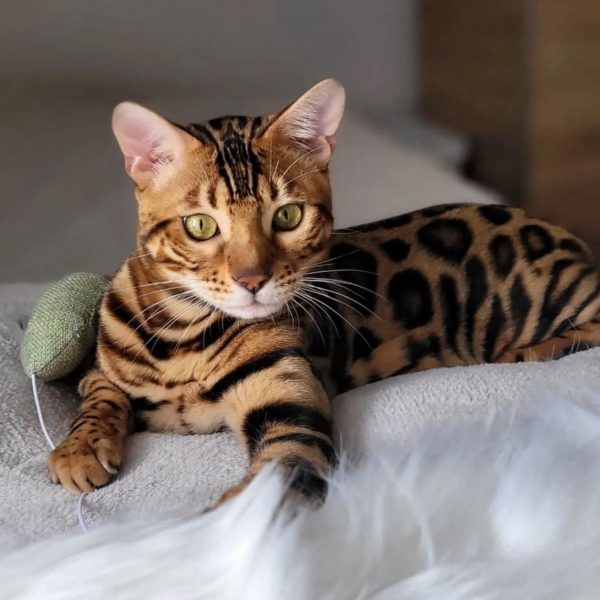 Bengal (1)