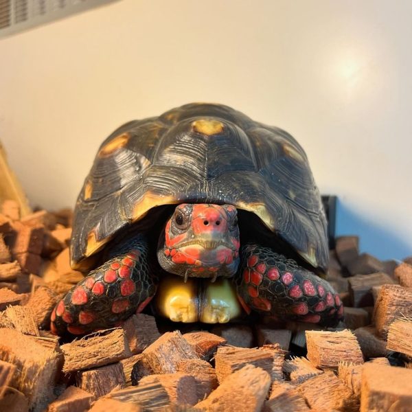 Cherryhead tortoise.