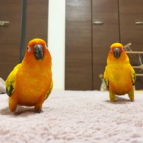 Conure parrots (2)