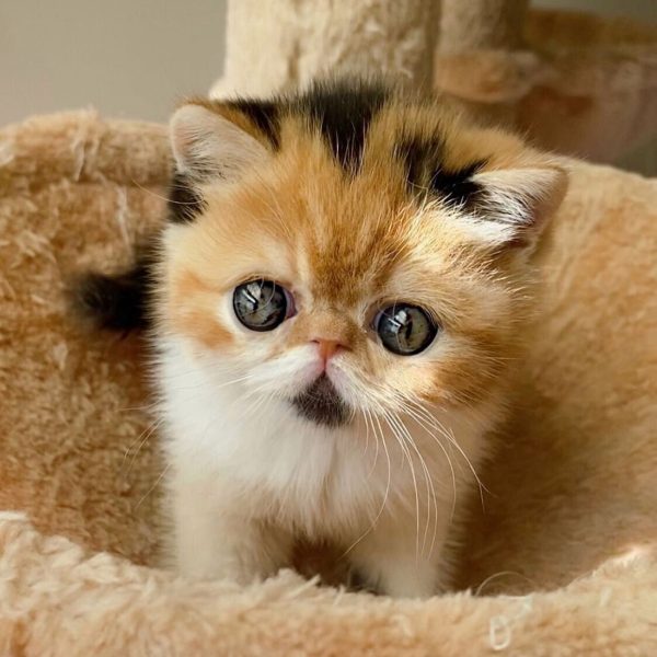 Exotic Shorthair (1)