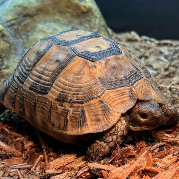 Greek tortoise.