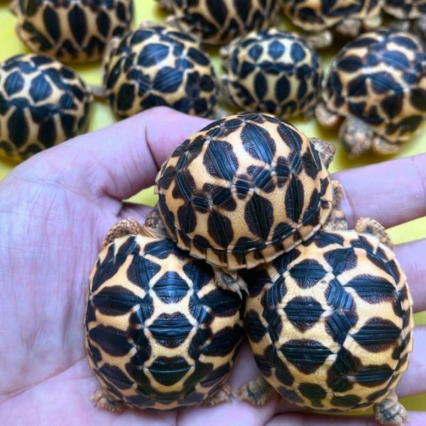 Indian star tortoise (1)