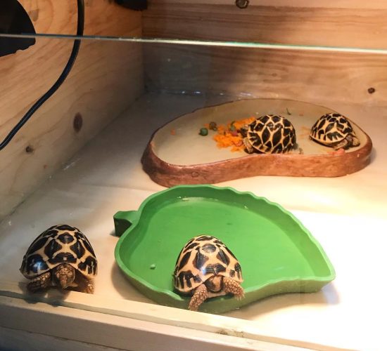 Indian star tortoise