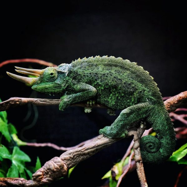 Jackson's Chameleon (1)