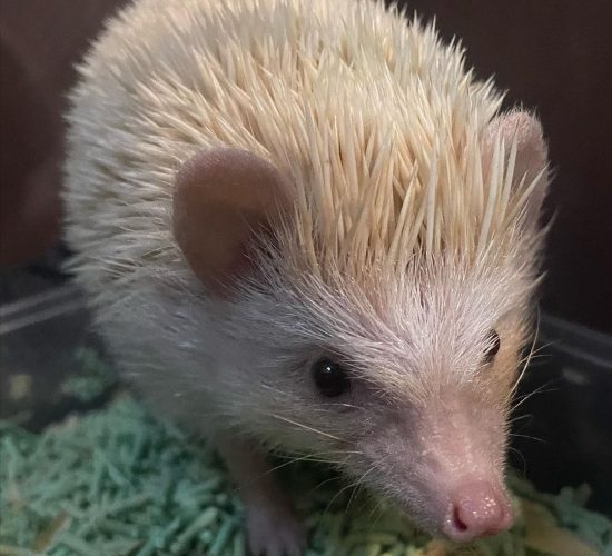 Male- Mr. Pricklepants