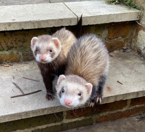 Male and Female- Louise & Thelma