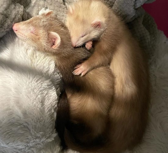 Male and Female- Mac & Cheesie