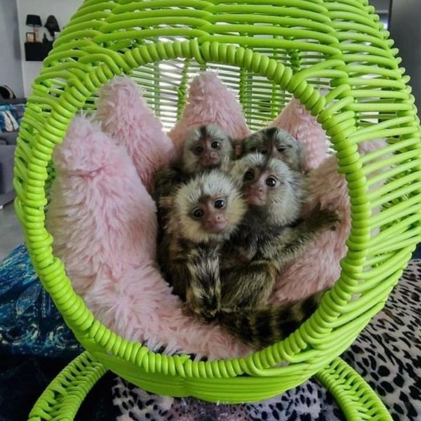 Marmoset (1)