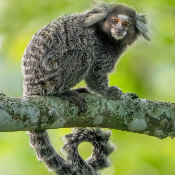 Marmoset (2)