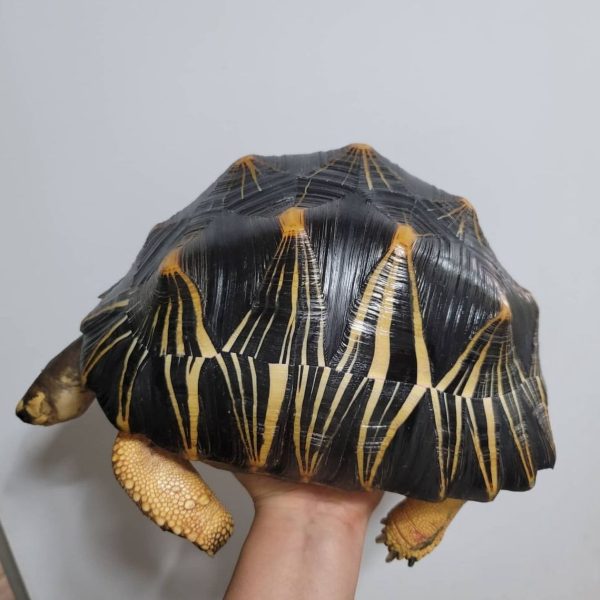 Radiated Tortoise