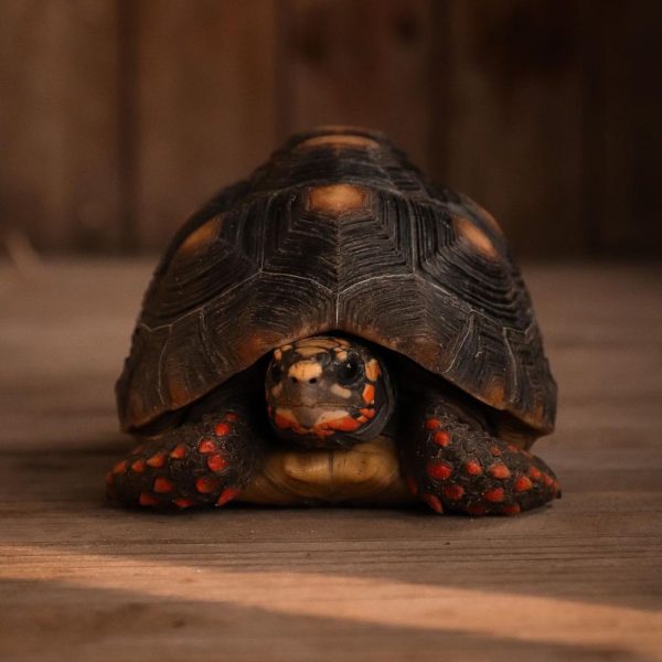 Red footed tortoise (1)