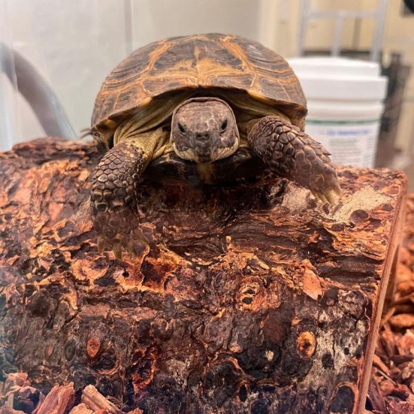 Russian tortoise (1)