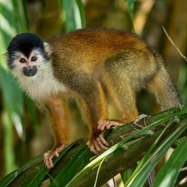 Squirrel Monkey (1)