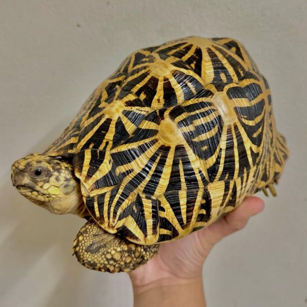 Sri Lanka star tortoise.