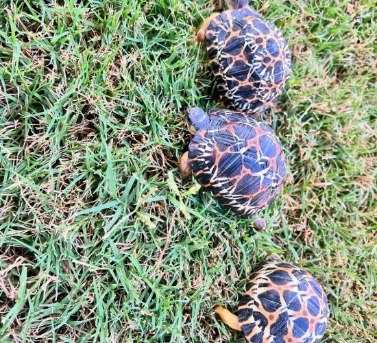 Sri Lanka star tortoise,