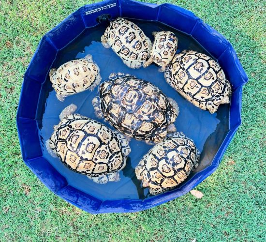 Sri Lanka star tortoise