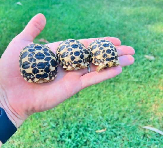 Sri Lanka star tortoise,,