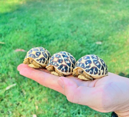 Sri Lanka star tortoise,,,