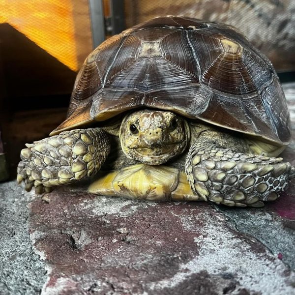 Sulcata tortoise.