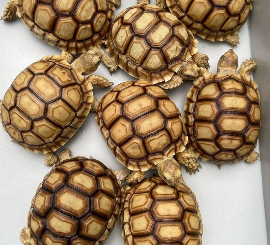 Sulcata tortoise