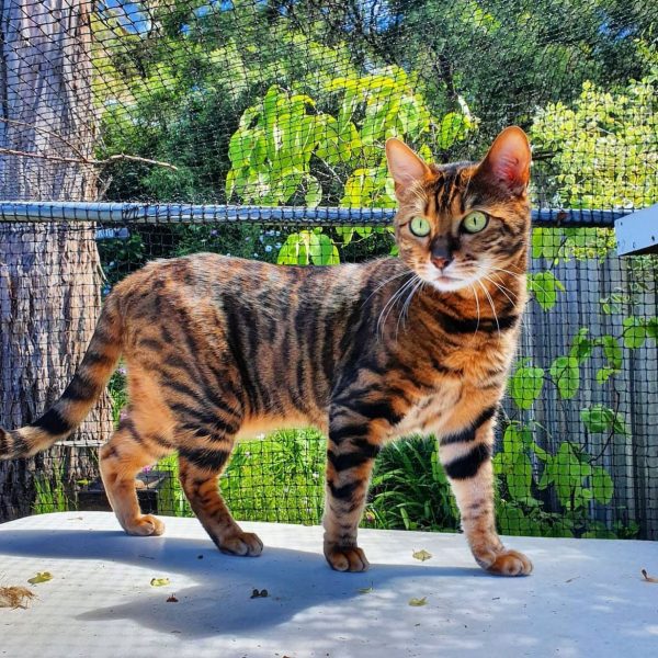 Toyger (2)