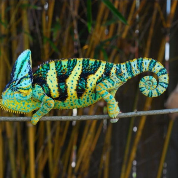 Veiled Chameleon (1)