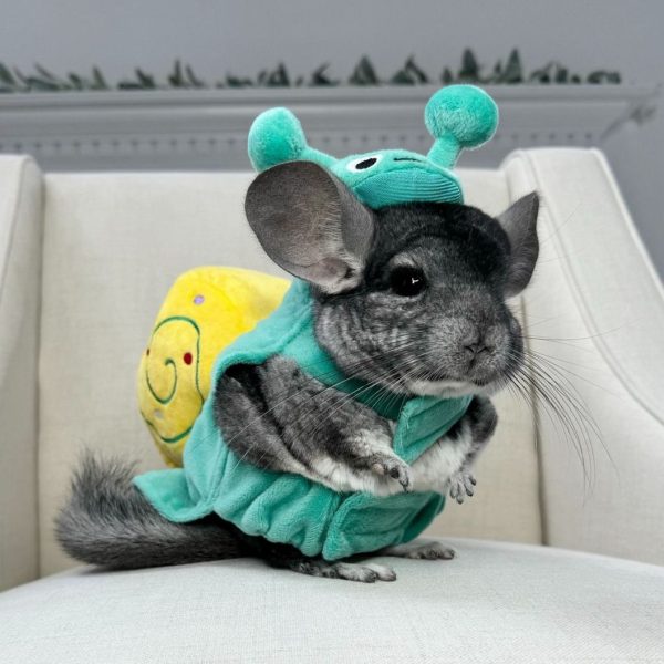 chinchilla (2)