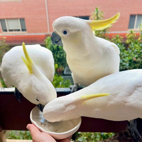 cockatoo (2)