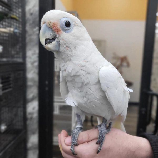 cockatoo (4)