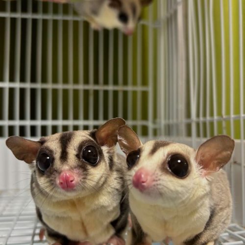 sugar gliders (2)